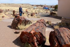 Petrified Forest  020