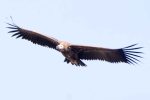 Vulture, Cape (juv)